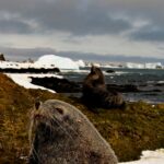 Photo Overweight seal